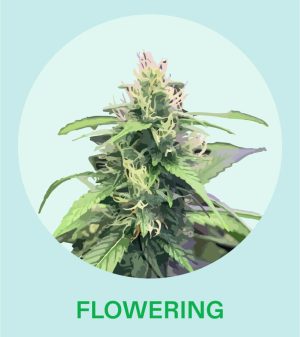 Mastering The Cannabis Flowering Stage 5 Proven Techniques To Maximize