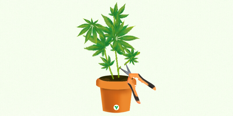 Cutting your plants for clone