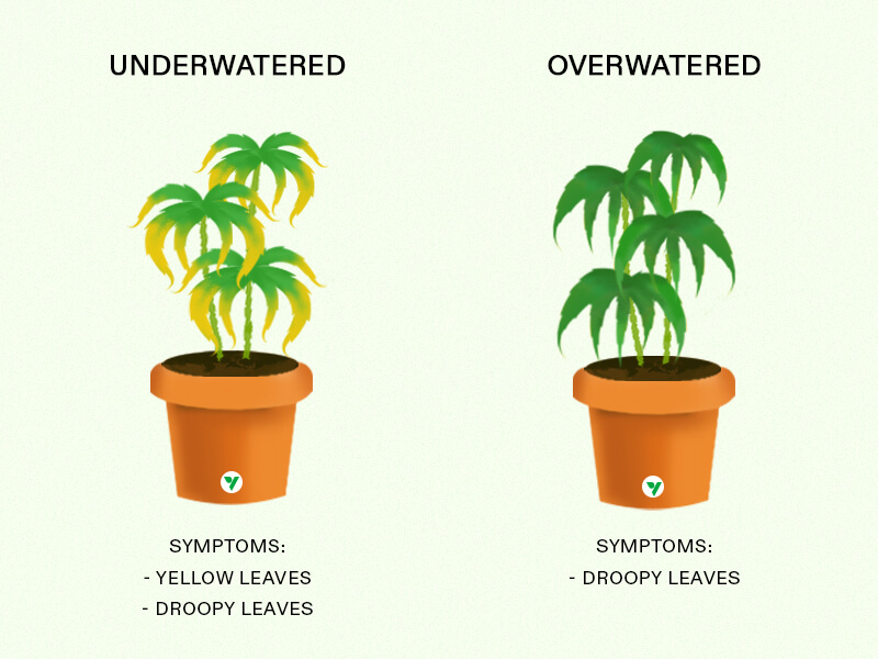 overwatering vs underwatering-How often to Water Cannabis