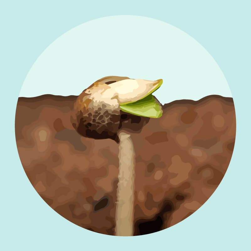 How long does Germination Take