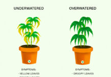 How often to Water Cannabis