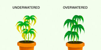 How often to Water Cannabis