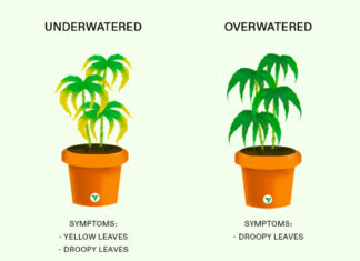 How often to Water Cannabis