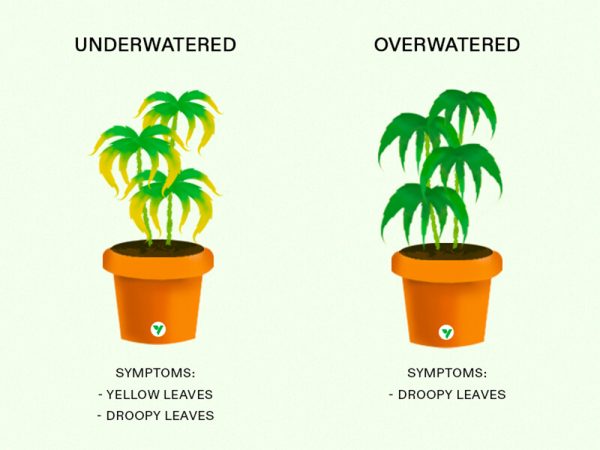 How often to Water Cannabis