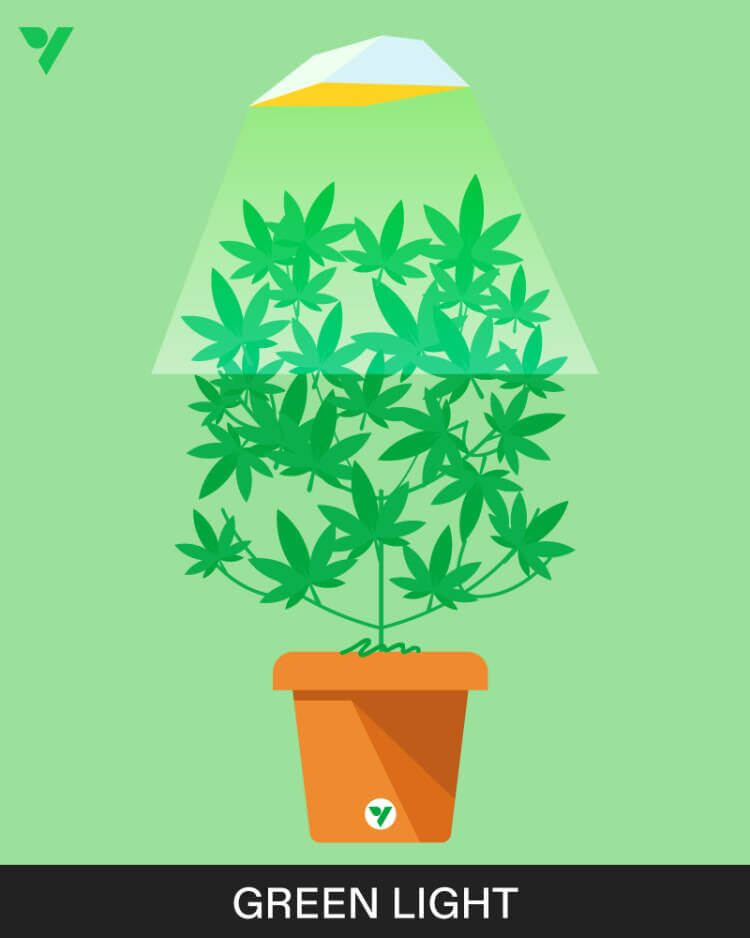 What is the Best Color Spectrum for Vegetative Growth