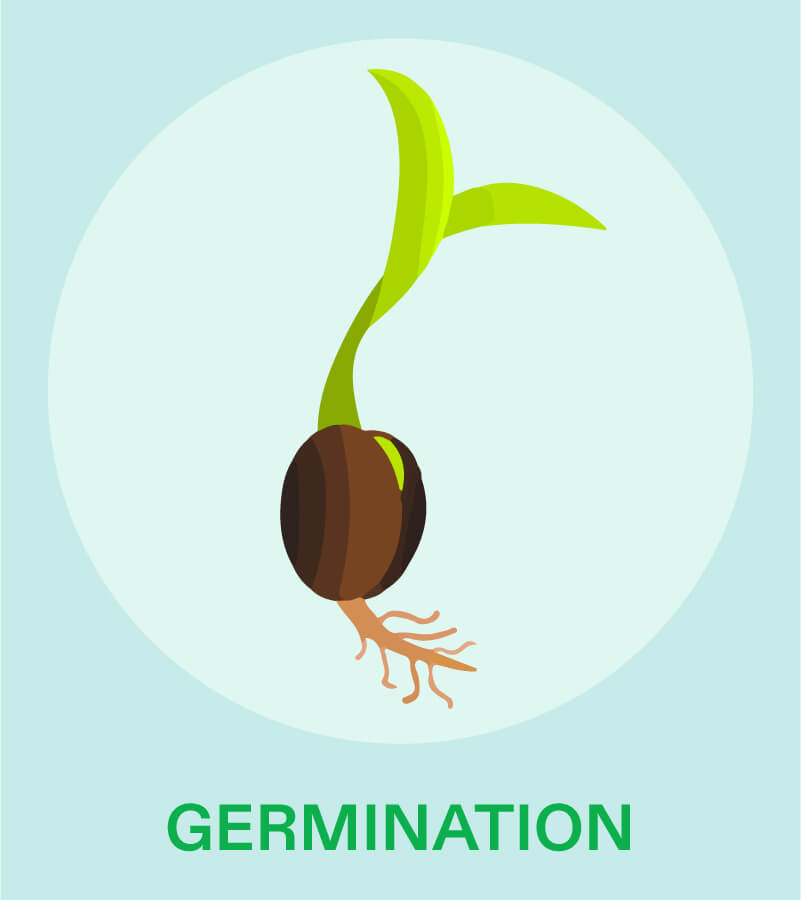 Germination stage-how to make indoor plants grow faster