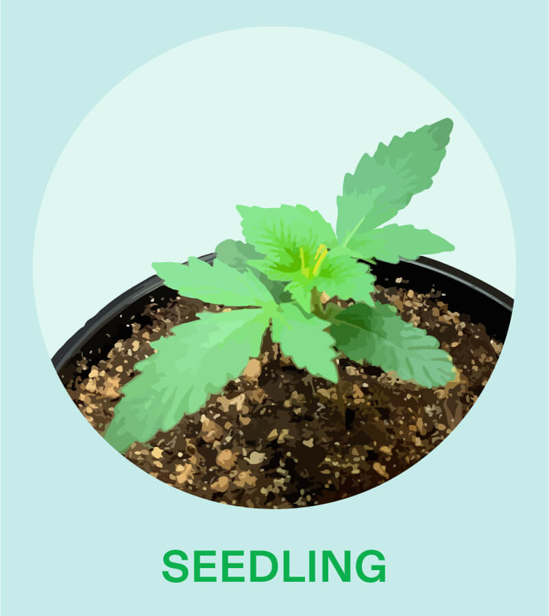 Seedling stage-how to make indoor plants grow faster