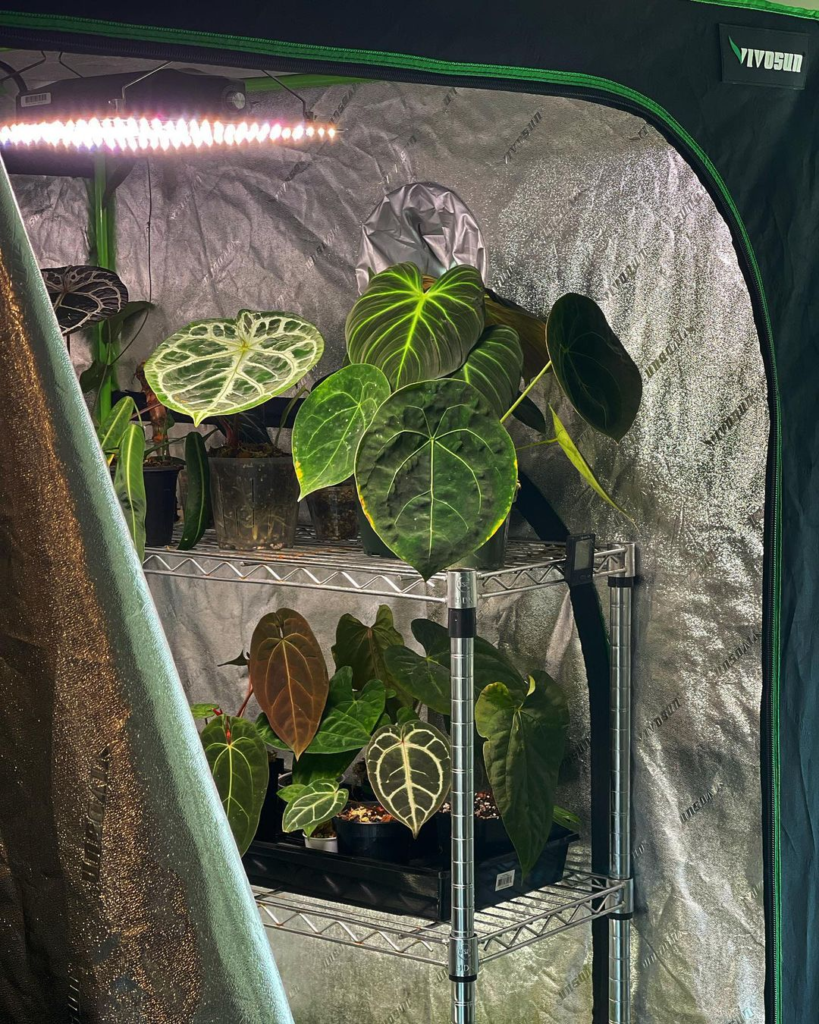 Difference Between a Grow Light and a Regular Light