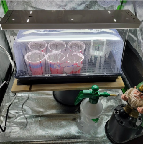 Difference Between a Grow Light and a Regular Light