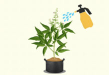 Watering cannabis