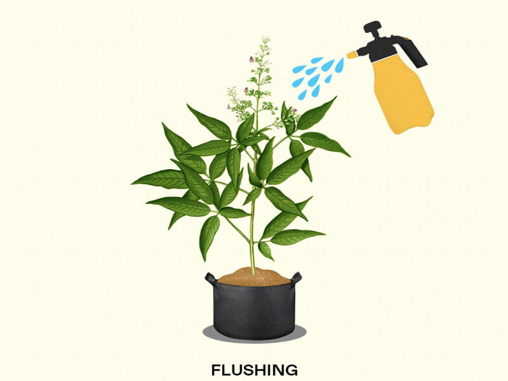 flushing cannabis