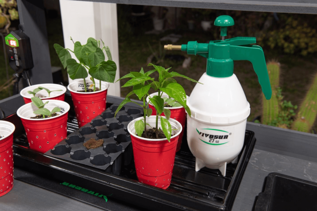 Cannabis Leaves Curling up? How to Fix Growing Guide