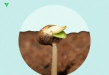 How long does Germination Take