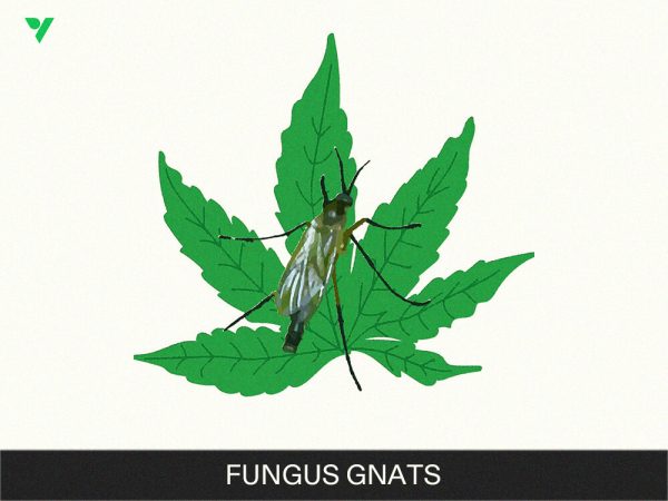 How to Get Rid of Pests from Cannabis