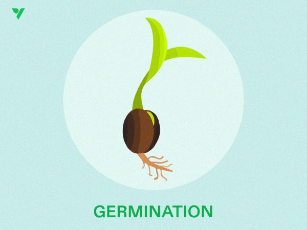 How to Make You Indoor Plants Grow Faster