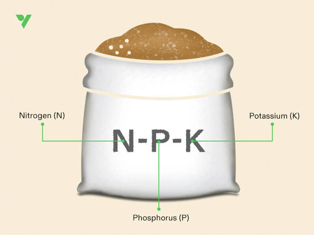 NPK Fertilize during the Flowering Stage