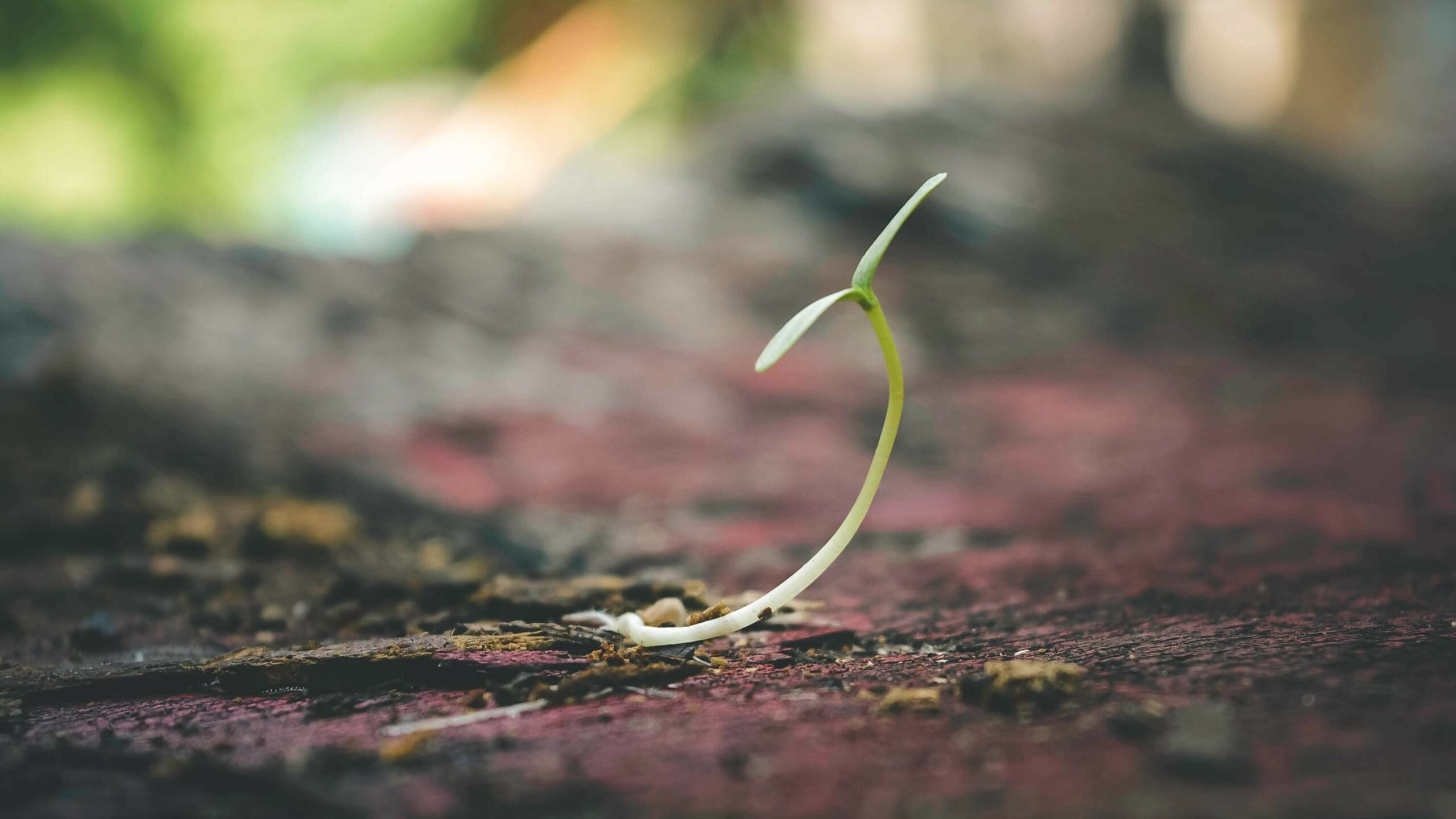 Store Cannabis Seeds