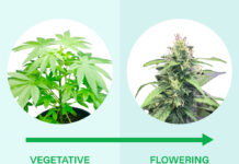 Transition from Vegetative to Flowering