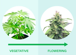 Transition from Vegetative to Flowering