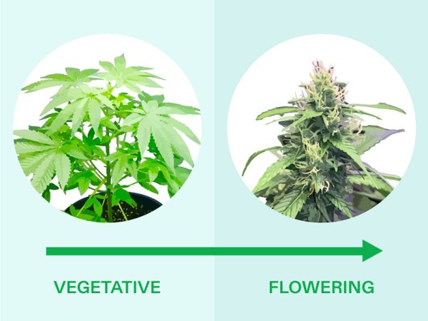 Transition from Vegetative to Flowering