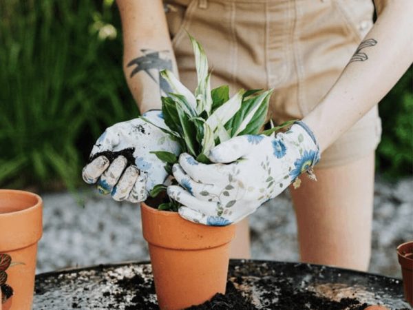 Transplanting