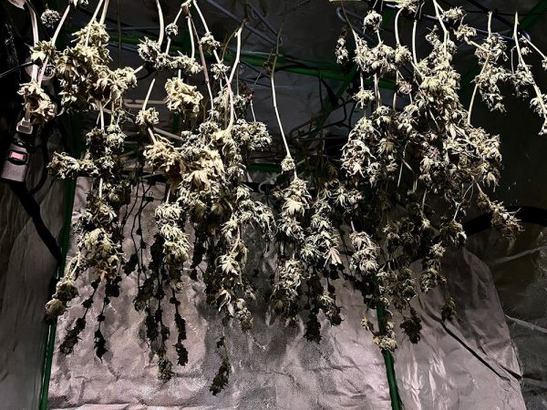 dry cannabis