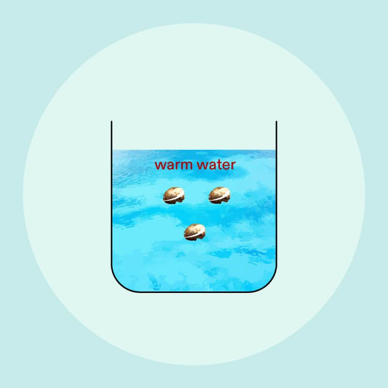 How Long Does Germination Take? VIVOSUN