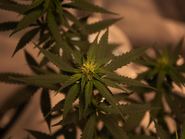 the difference between cannabis clones and seeds