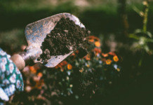 improving the soil in your garden