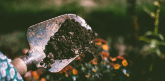 improving the soil in your garden