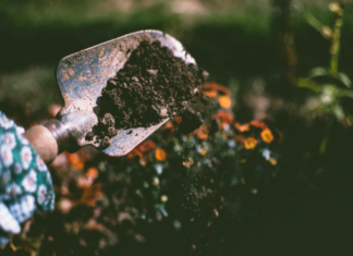 improving the soil in your garden