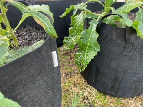 6 Benefits Of Fabric Grow Bags 