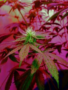 control height of marijuana plants