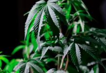 control the height of marijuana plants