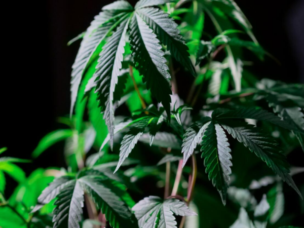 control the height of marijuana plants