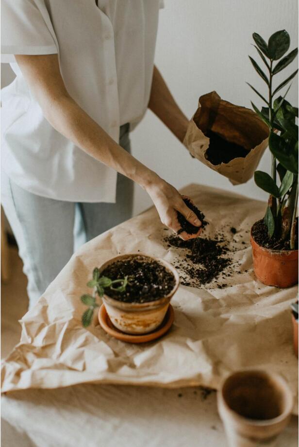 how to report your houseplants