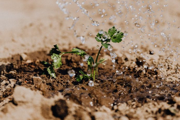 Germination
