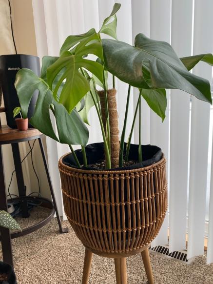 Indoor Plant Bag