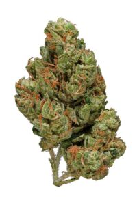 Jamaican Dream-Top 6 Sativa strains