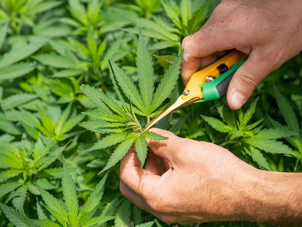 Wet Weed: How to Identify, Prevent, and Solve the Problem - RQS Blog