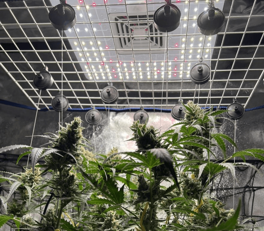 On PAR with LED Grow Lighting