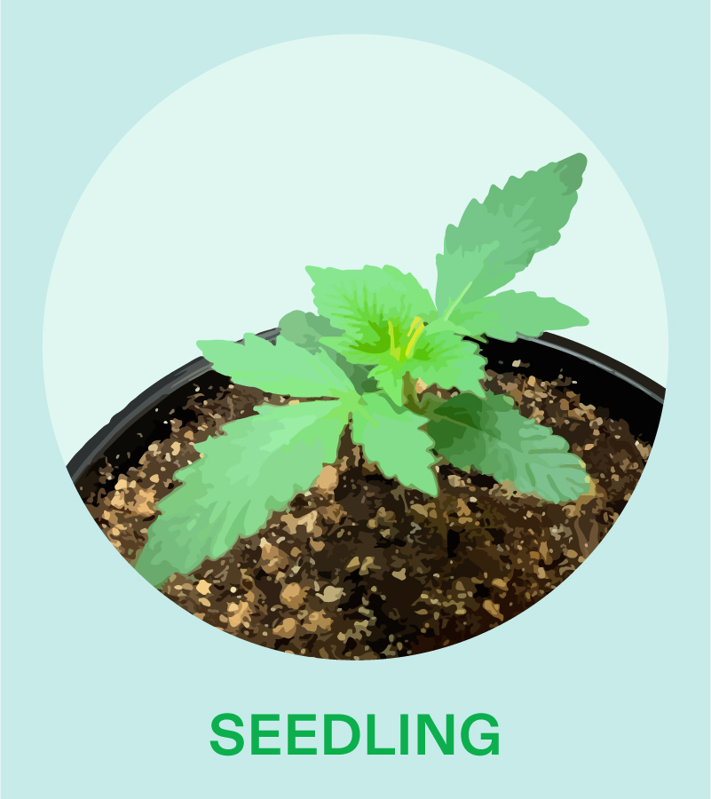 SEEDLING STAGE