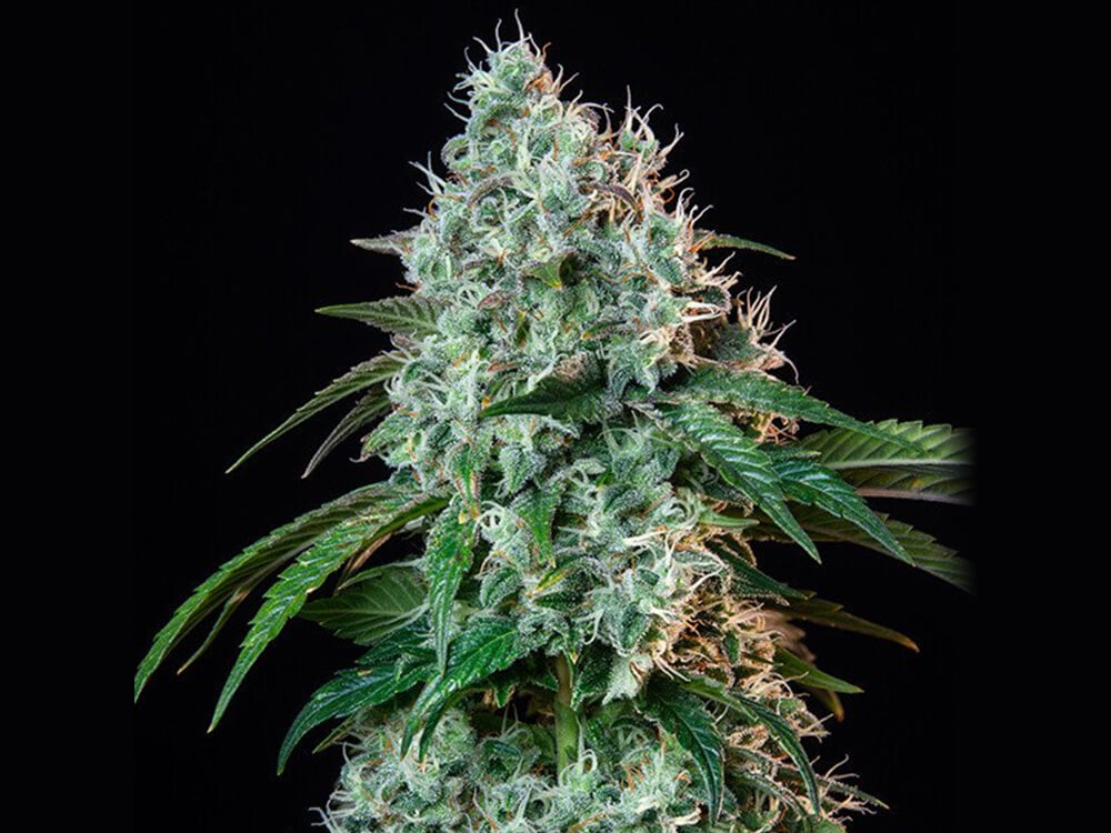 Strain Spotlight: Gorilla Glue Strain