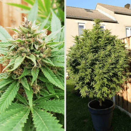 Autoflowering vs Feminized Seeds