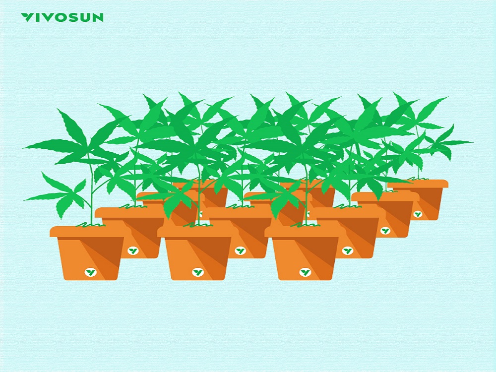 Smart Pots And Air Pots: Pruning The Root Zone For Cannabis Health