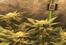 cannabis harvest