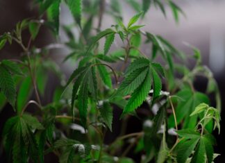 cannabis plants height