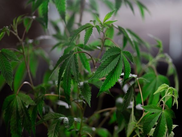 cannabis plants height
