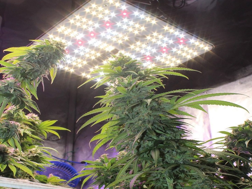 Grow 2024 light wattage