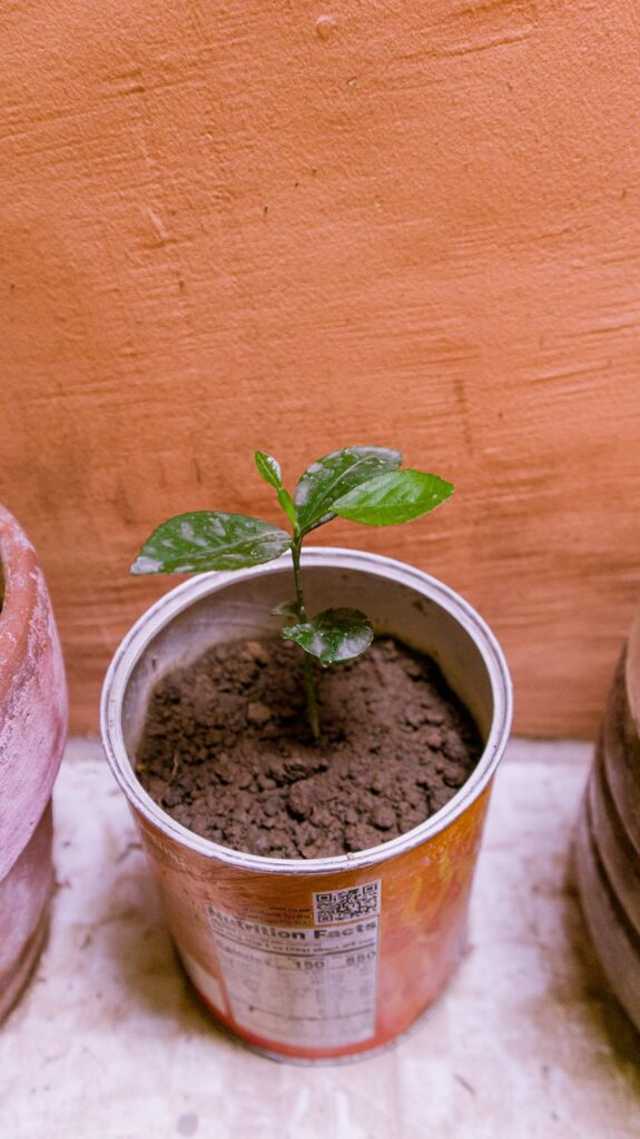 growing in a cup-Transplant Cannabis Seedlings